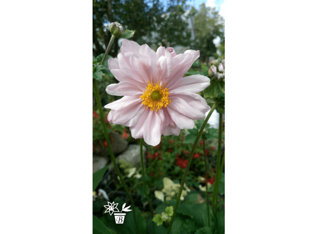 Anemone × hybrida   'Montrose'